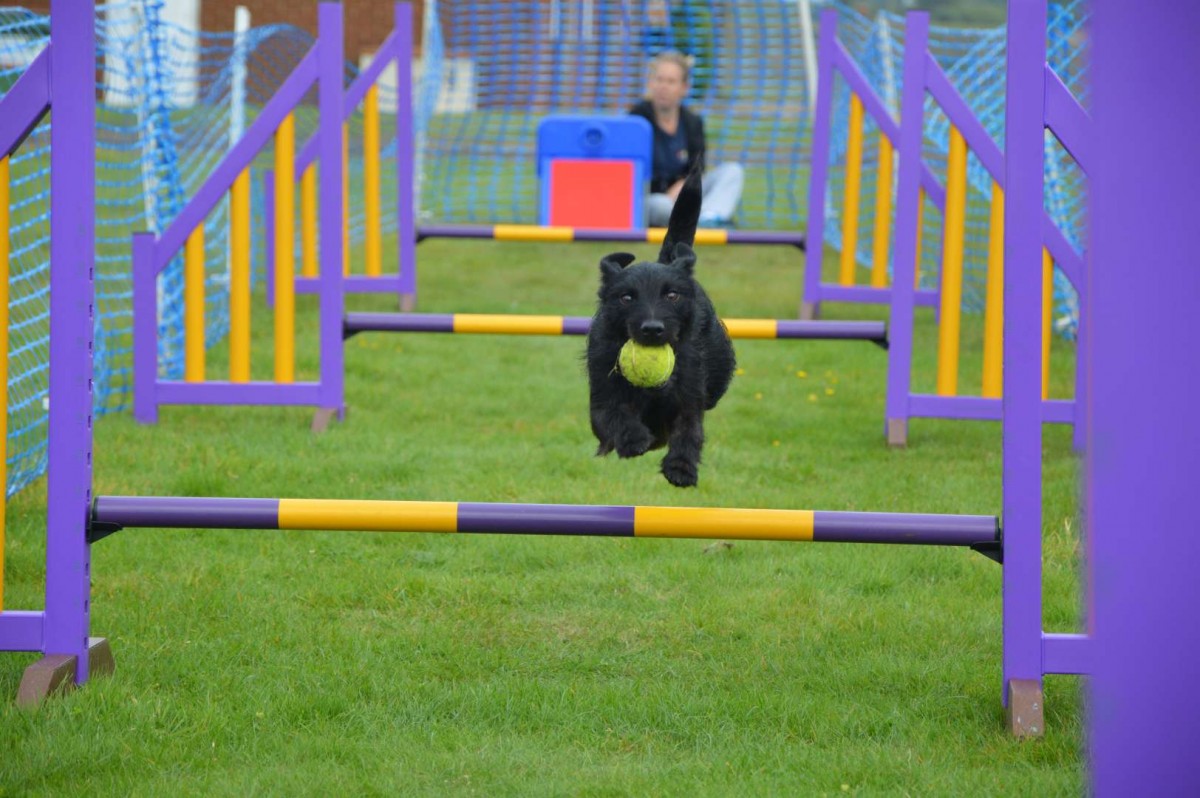 dog day care center