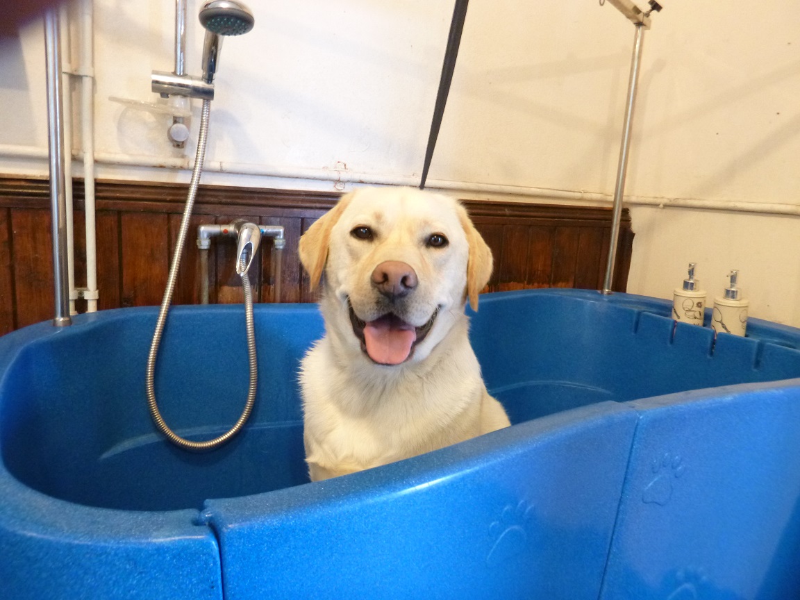 Dog Grooming in Ipswich Dog Grooming Suffolk Happi Days