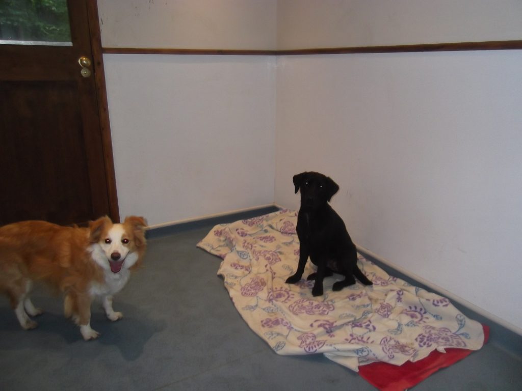 Dog Boarding & Dog Day Care in Ipswich, Suffolk Happi Days