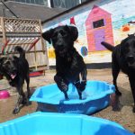 Happy dog jumping over sand pit at our dog day care in Ipswich