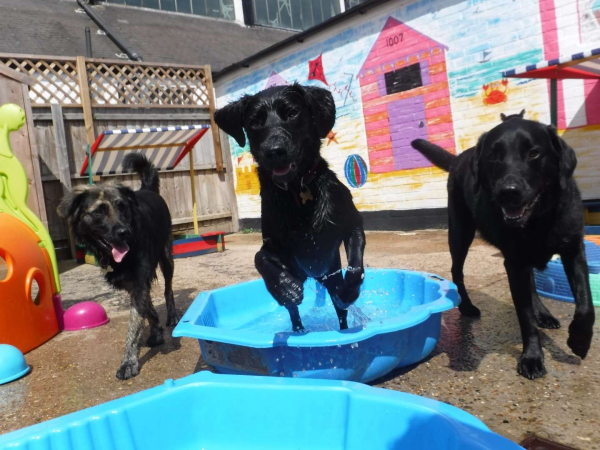 Day store dog care