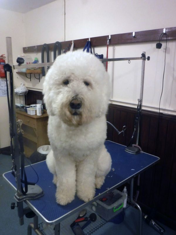 Dog Groomers in Ipswich Dog Grooming Suffolk Happi Days