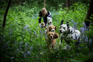 dog day care ipswich