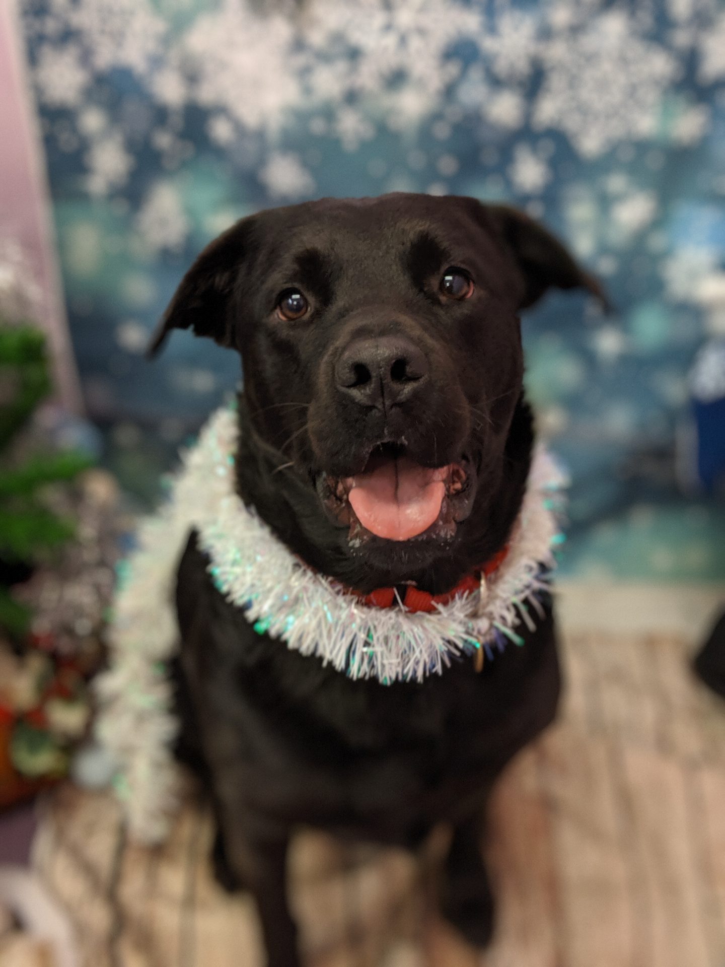 dog boarding christmas