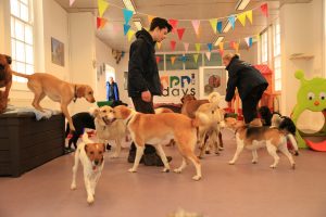 Dog daycare hot sale centre