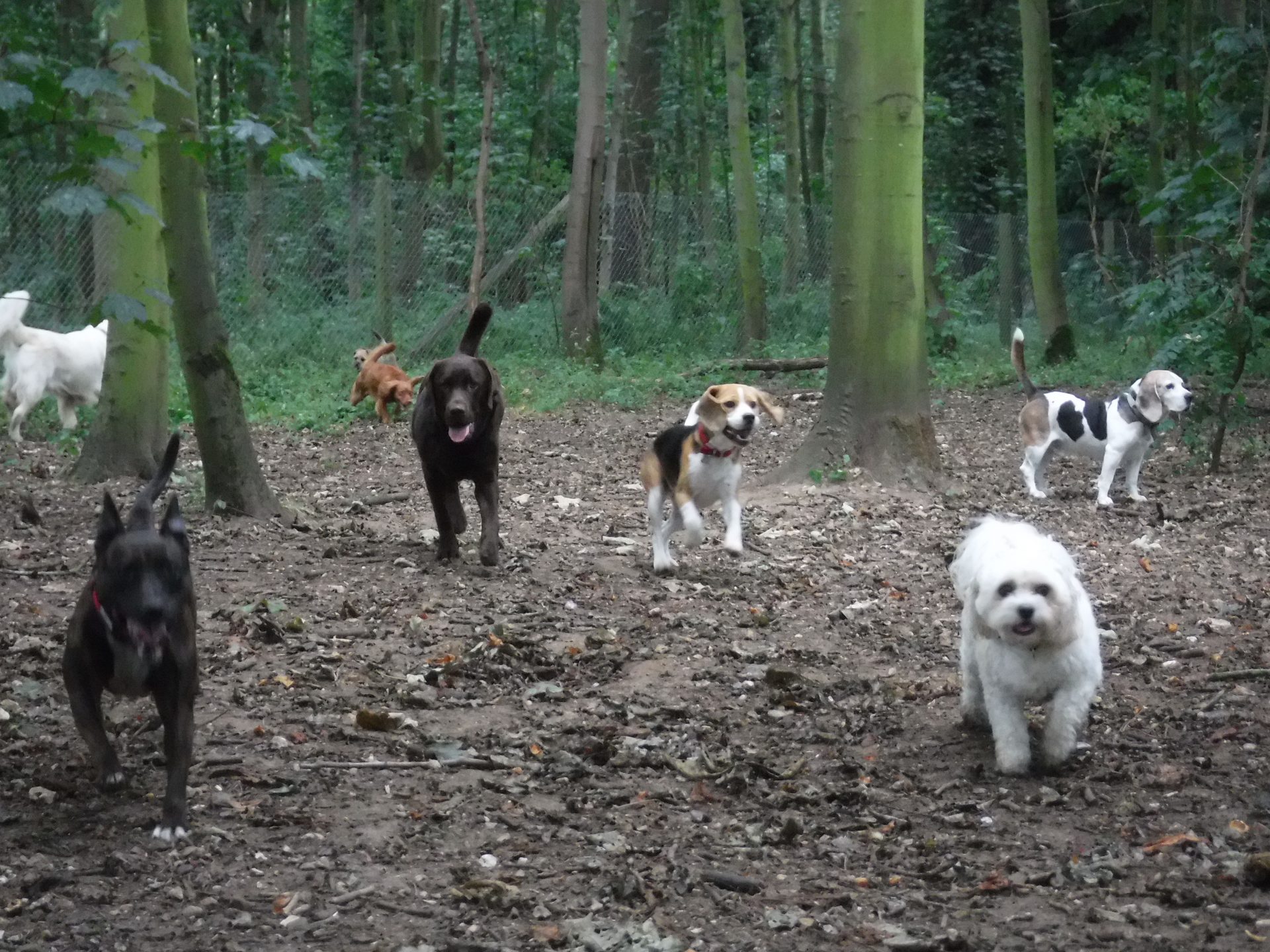 dog day care bury st edmunds
