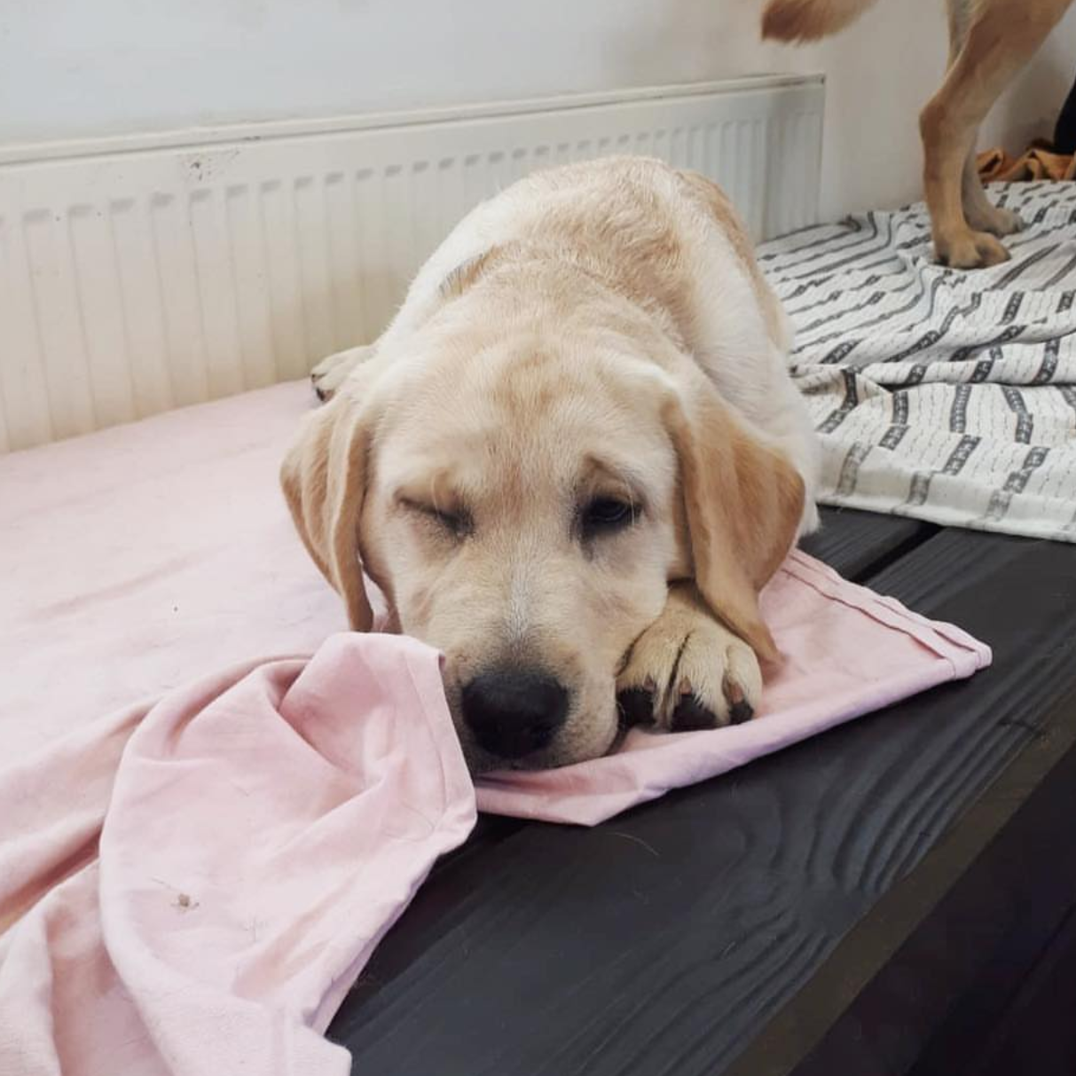 dog day care ipswich