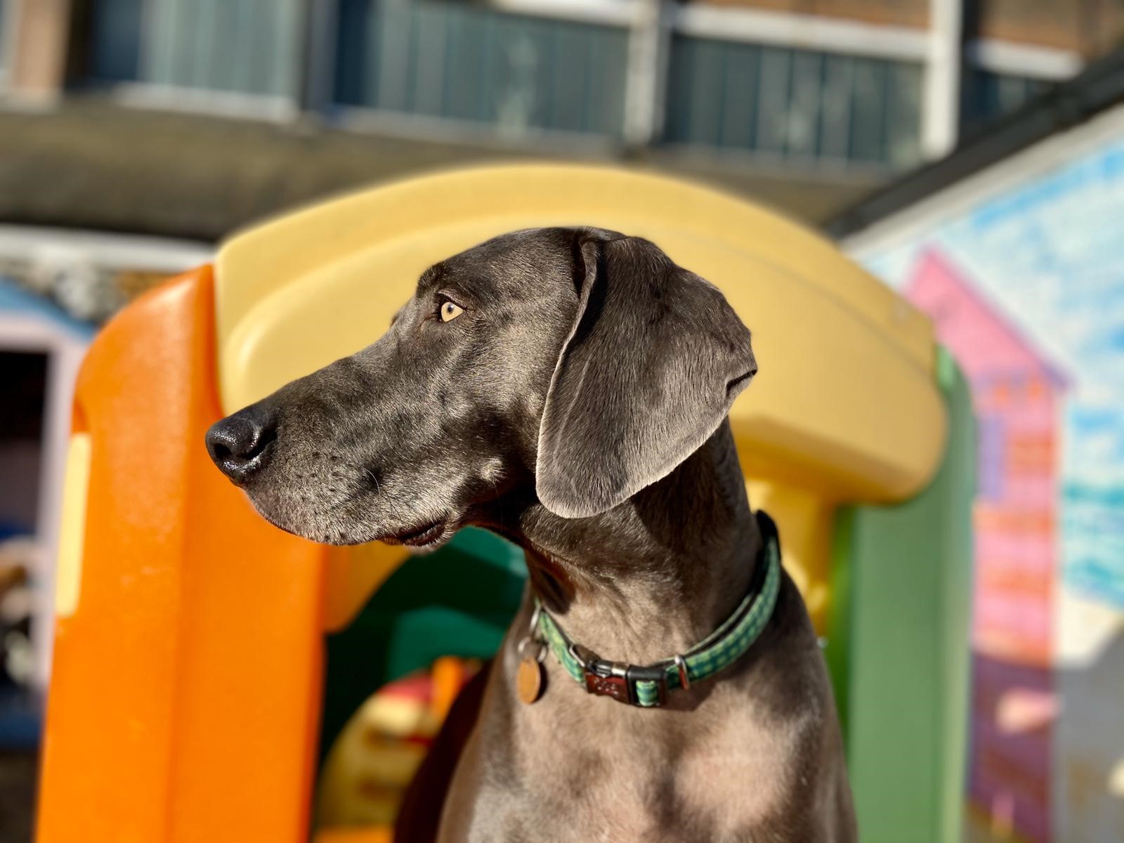 Dogs Can Remember Up To 75 Words Happi Days Dog Day Care