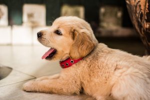 Popular dog names and puppy names! Inspiration from Happi Days Dog Day Care