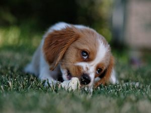 Popular Puppy Names - A Guide from Happi Days Dog Day Care