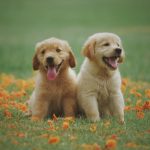 Popular Dog Names for your cute puppy! Happi Days Dog Day Care