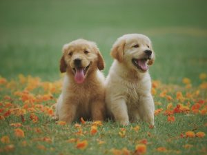 Popular Dog Names for your cute puppy! Happi Days Dog Day Care