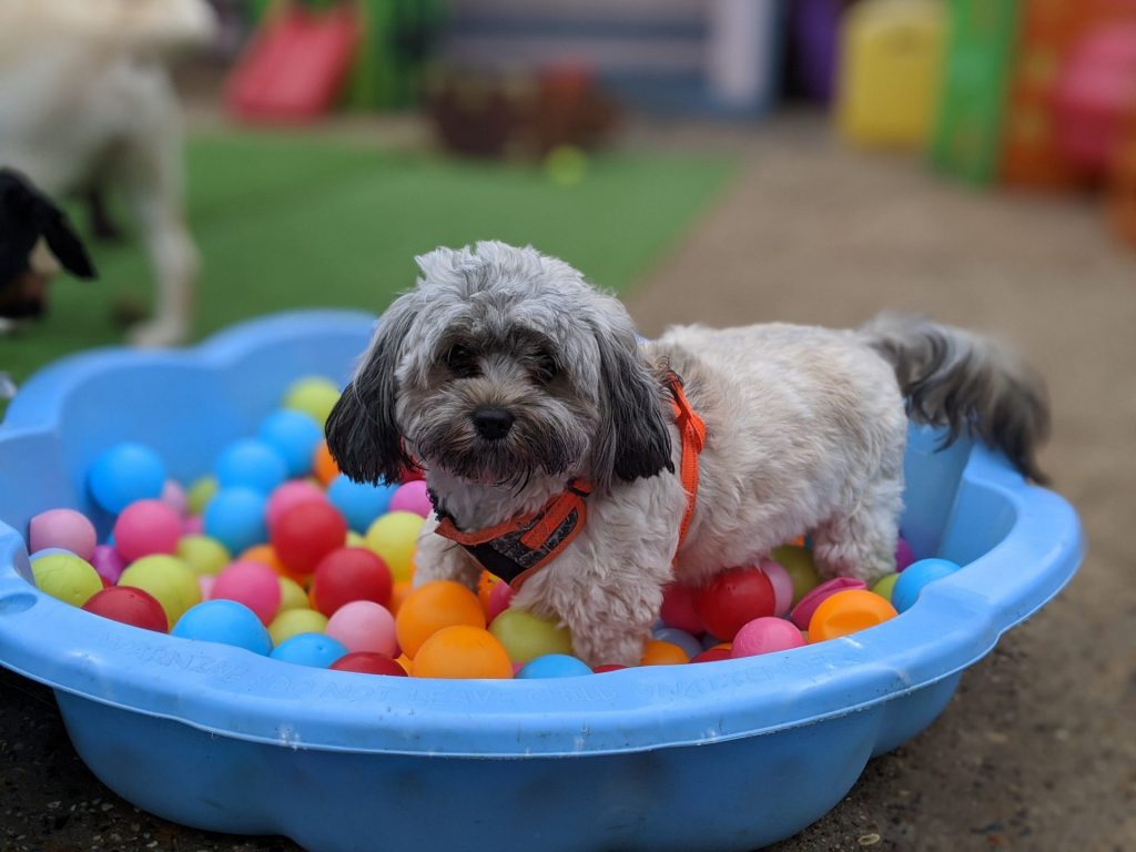 dog in ball pit at our dog day care in Ipswich