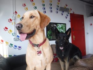 2 happy dogs at dog day care in Ipswich