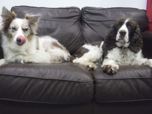 2 dogs at our holiday stay in Ipswich