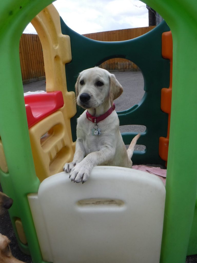 Sensory garden for dogs