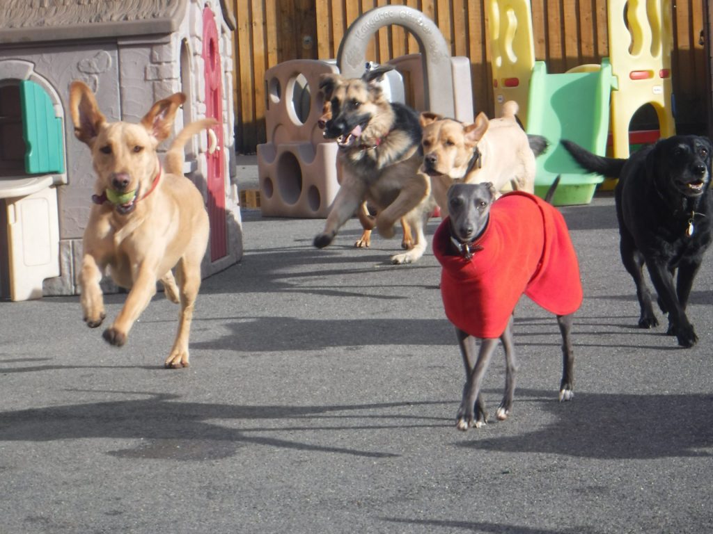 How much exercise does a dog need?