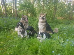 4 happy dogs on one of our woodland walks at Happi Days Dog Care