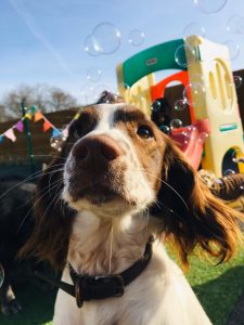 Up close image of a dog having fun while at in our outdoor play area