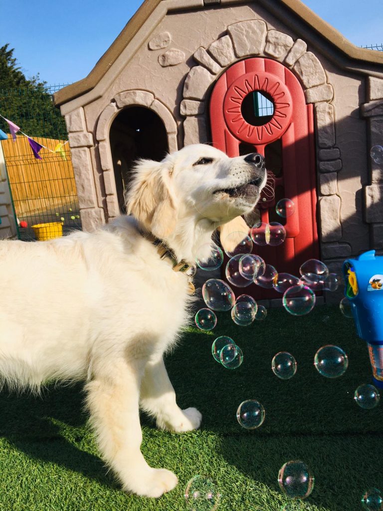 golden retrever puppy enjoying a day at our dog day care session in ipswich