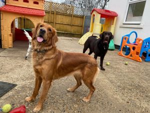 Dogs at Happi Days Dog Care in Ipswich