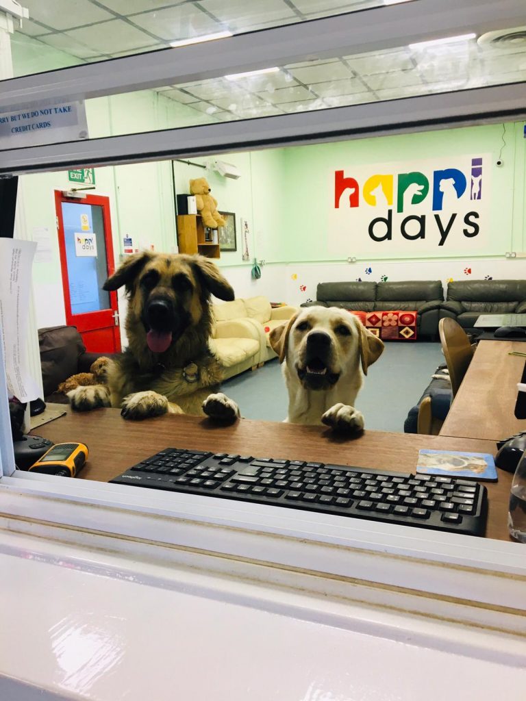 Happi Days Dog Care Home From Home Dog Boarding in Suffolk