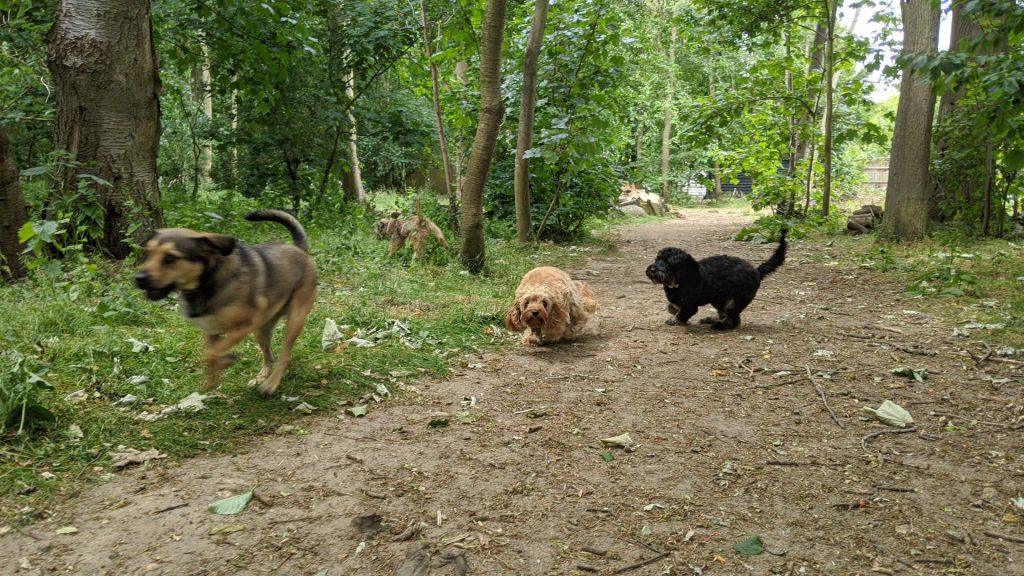 IMG_20200604_105219_1