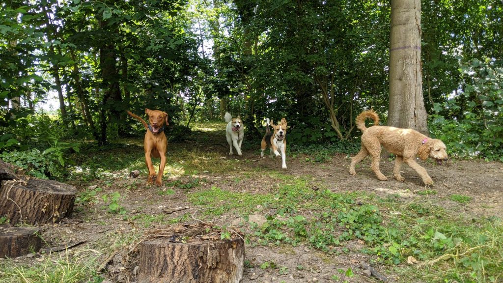 Overnight Dog Boarding