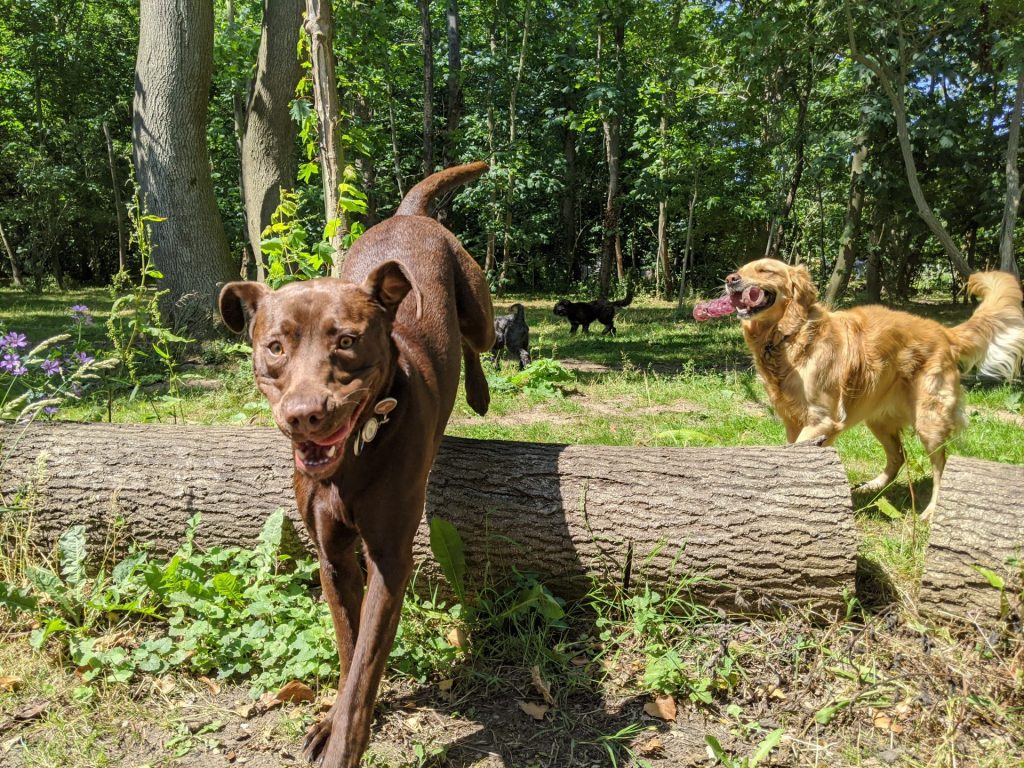 IMG_20200624_113636_2