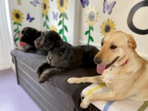 3 happy dogs at our luxury dog hotel in Ipswich