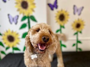 Happy dog at indoor play area in Ipswich