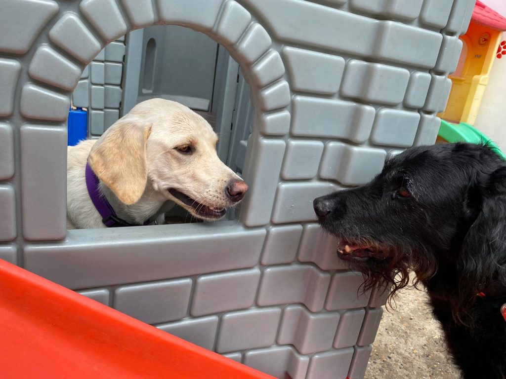 PHOTO-2020-06-05-15-23-14_1