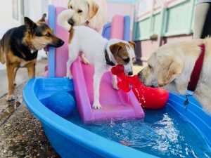 4 happy dogs swimming in our padding pool at dog day care ipswich