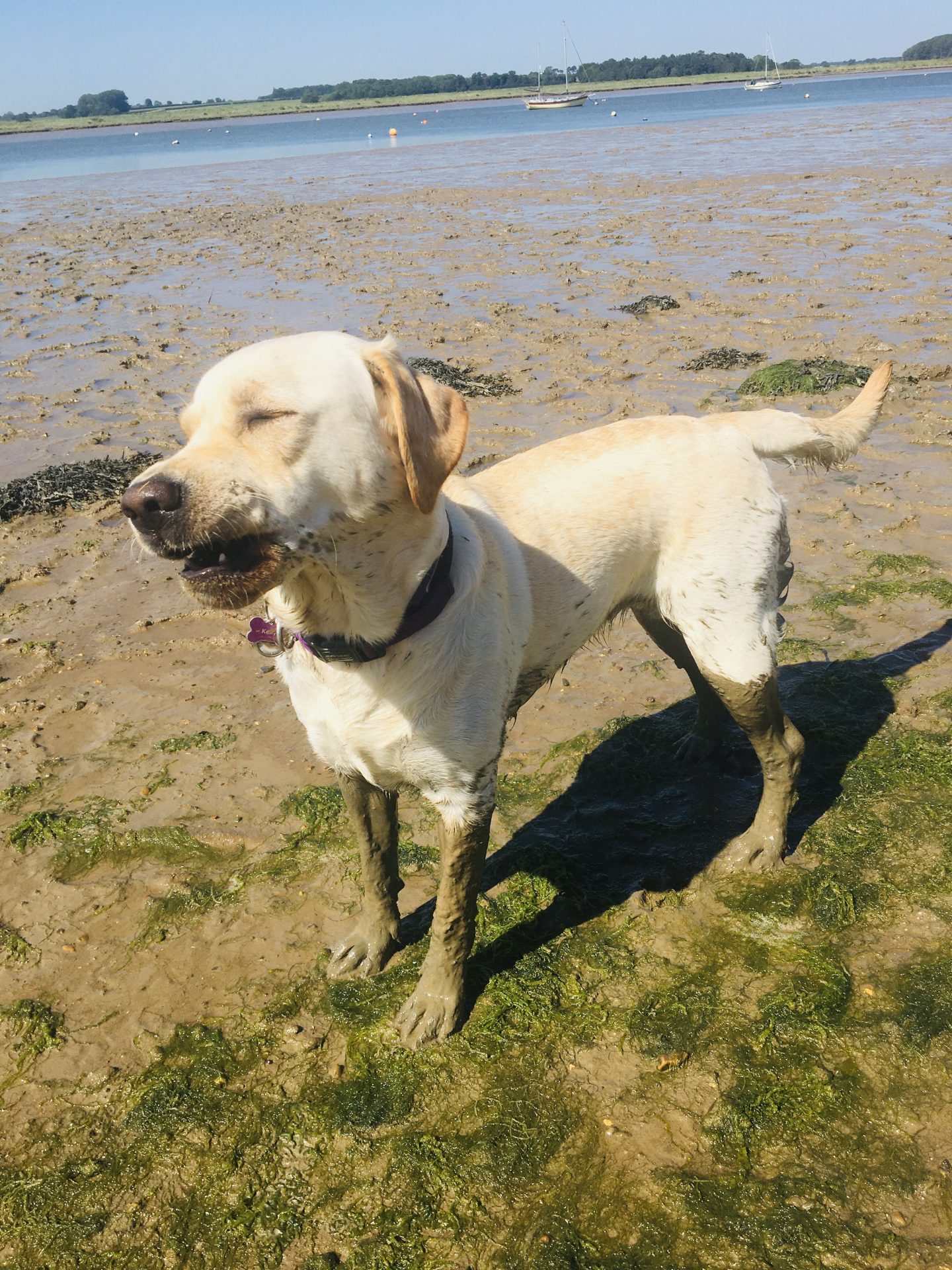 Dog Groomers in Ipswich Dog Grooming Suffolk Happi Days