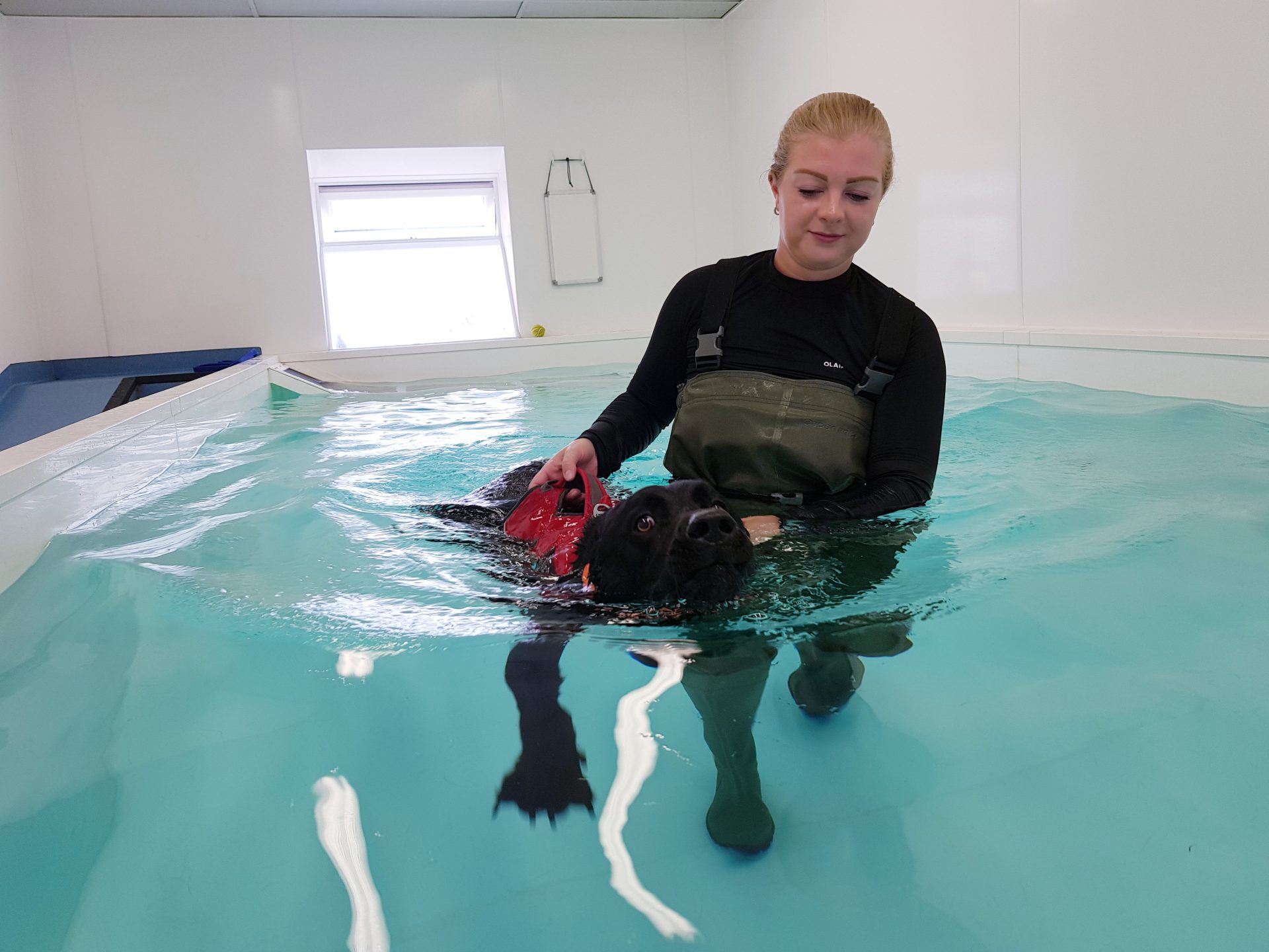 Canine store aquatic therapy