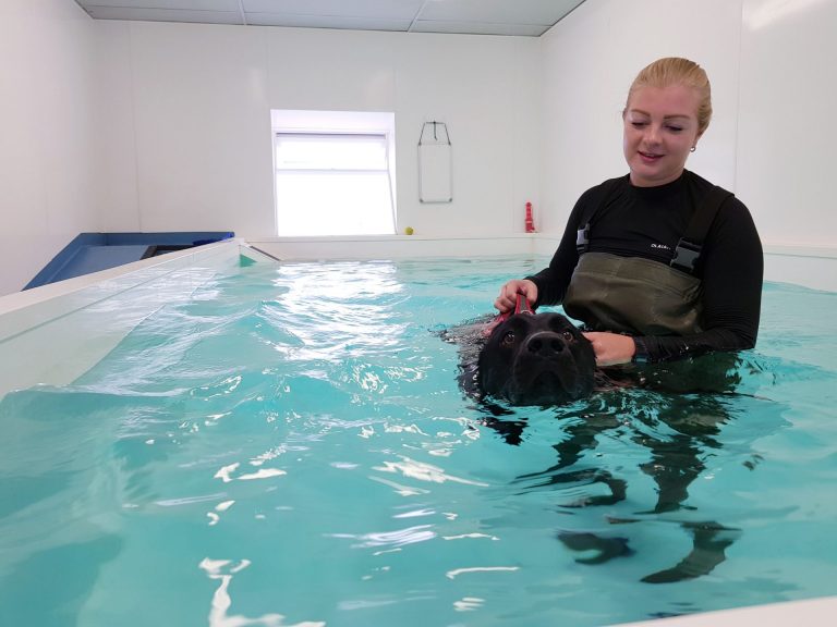 Dog Hydrotherapy in Suffolk Happi Days Dog Day Care