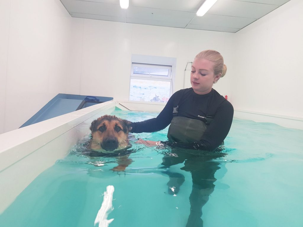 What is Dog Hydrotherapy?