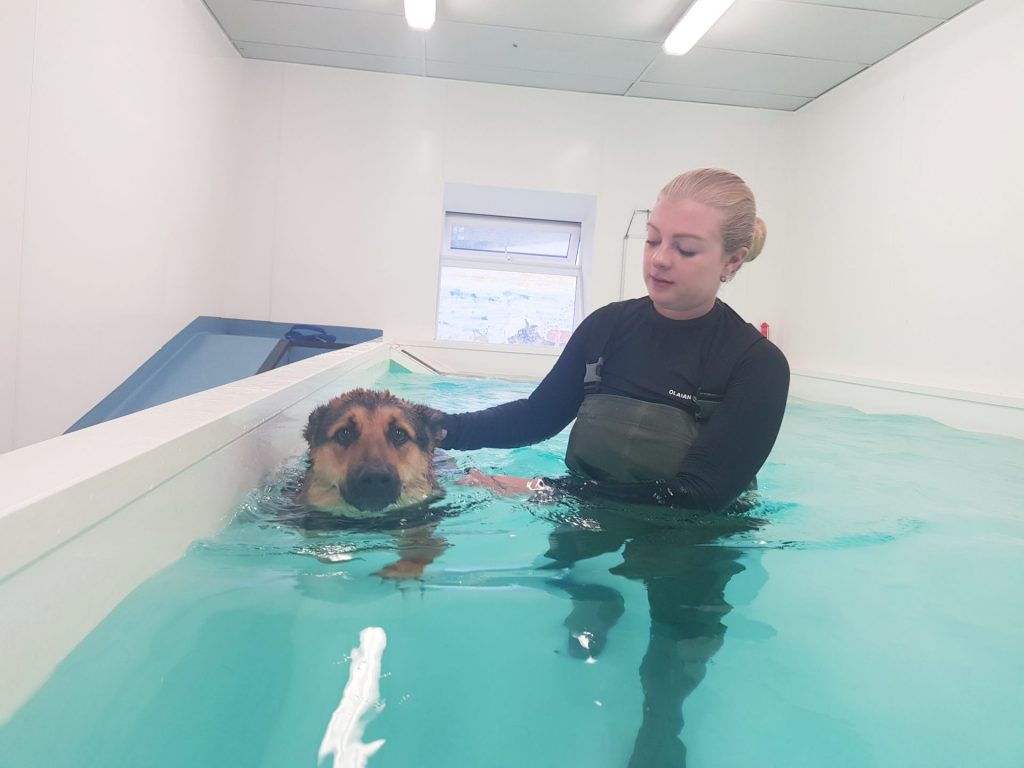 What is Dog Hydrotherapy? - Happi Days Dog Day Care