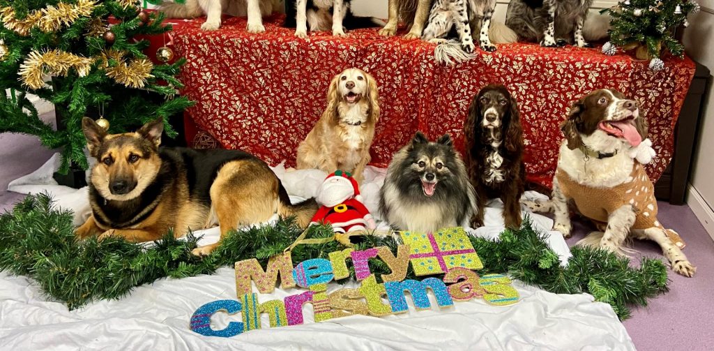 Christmas Dangers for Dogs
