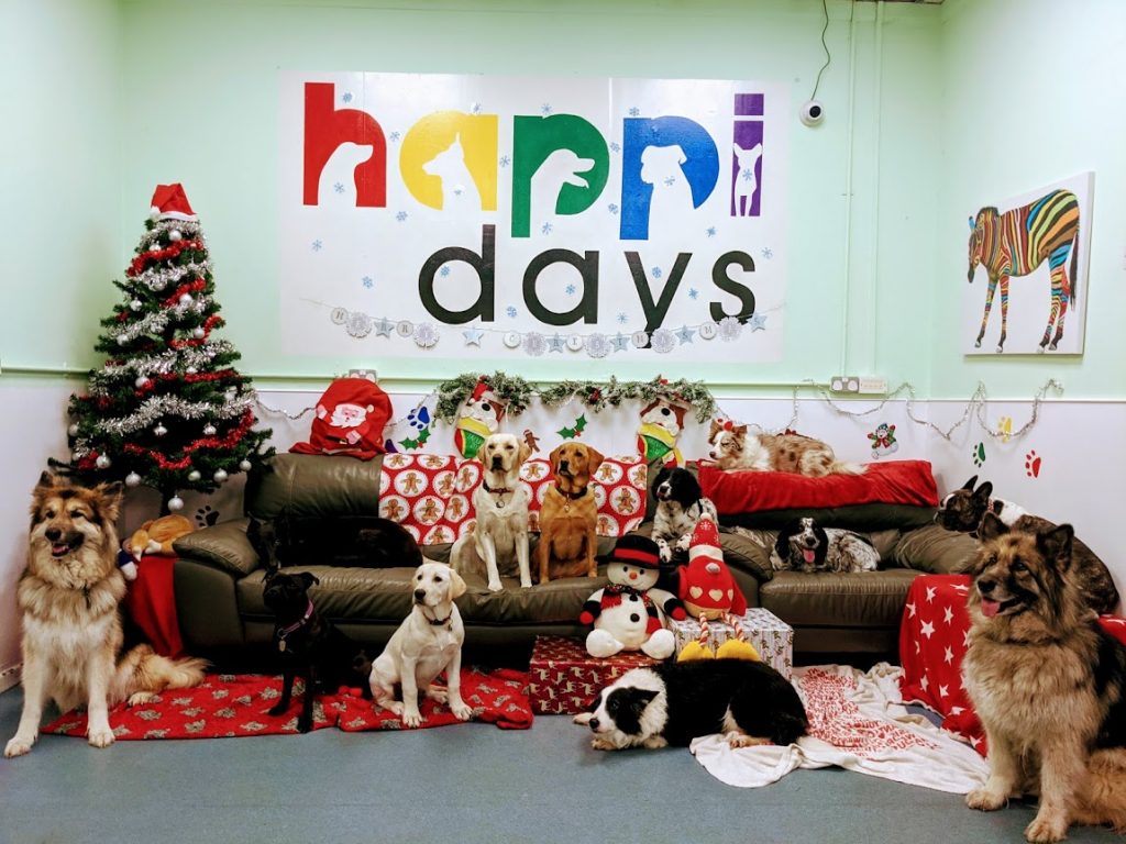 Christmas Dogs