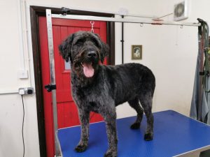 Happy dog after grooming session at Happi Days Dog Care in Ipswich