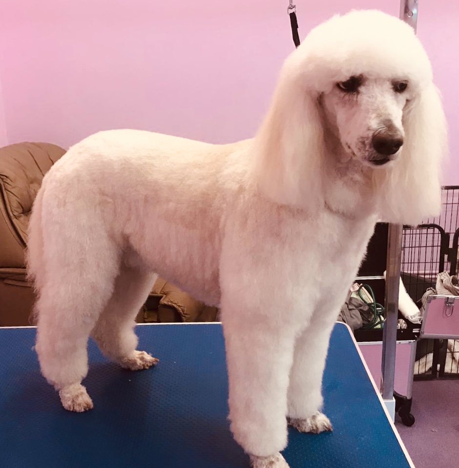 Dog Grooming in Ipswich Dog Grooming Suffolk Happi Days