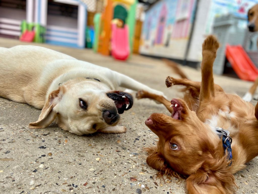 PHOTO-2020-07-03-12-03-23_9