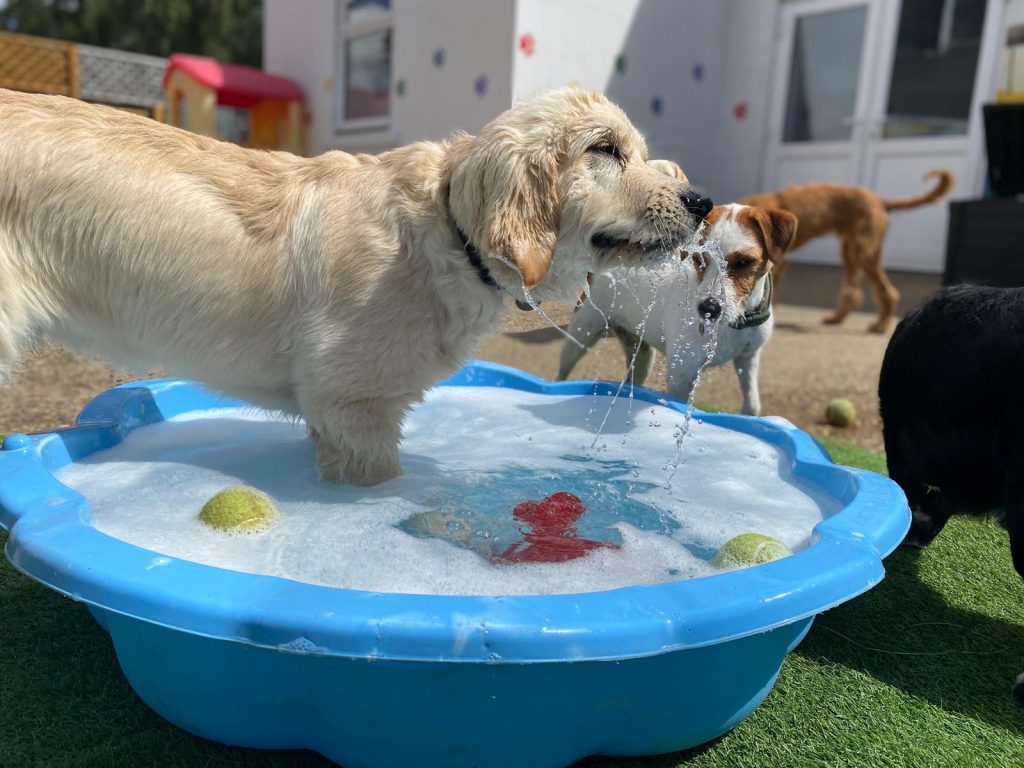 Keeping Your Dog Cool During the Summer Months