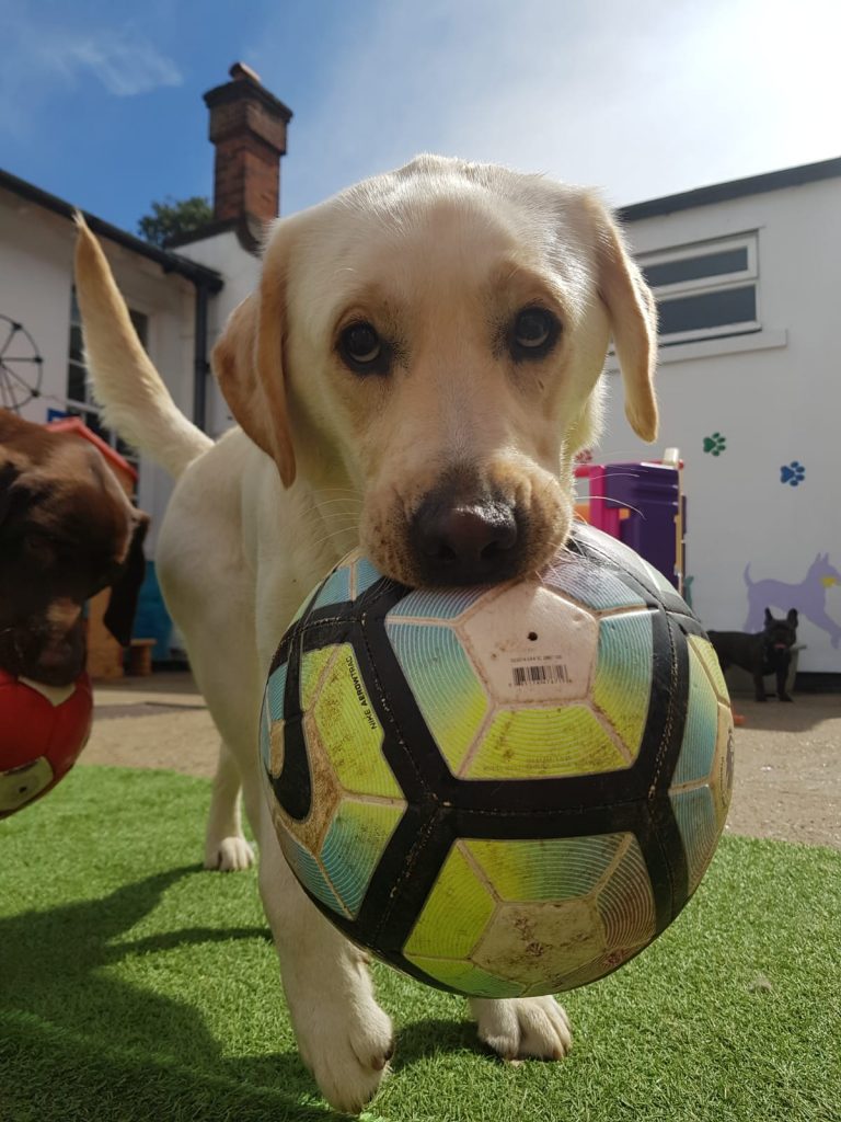 PHOTO-2020-08-17-17-13-04 - Copy