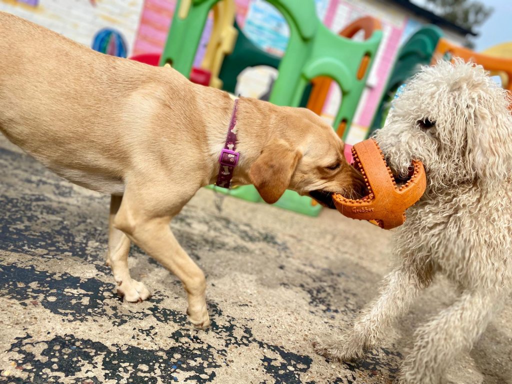 PHOTO-2020-09-07-16-28-51_1