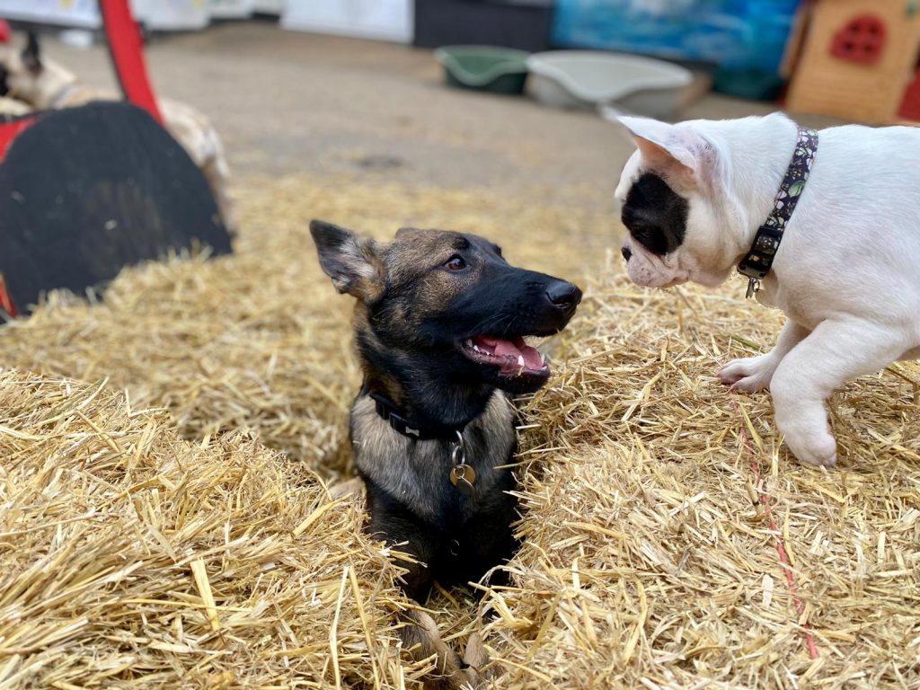 Play Time at Happi Days Dog Day Care