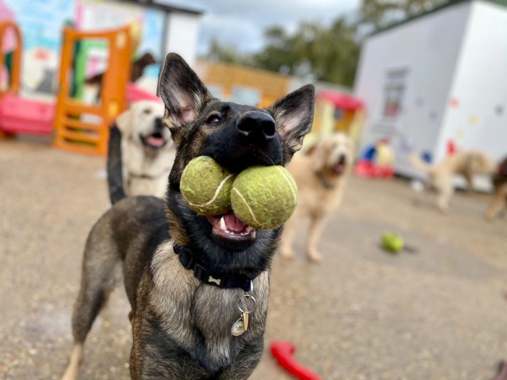 Dog Day Care in Rendlesham and Martlesham
