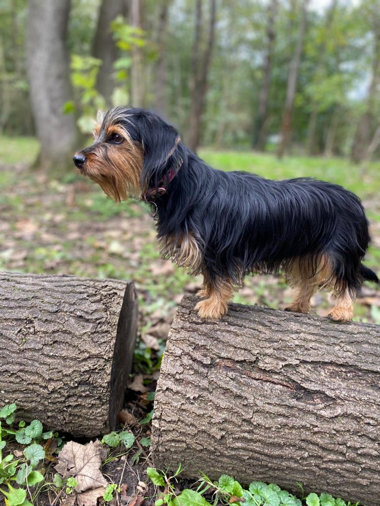 Woodland Walks at Happi Days Dog Day Care