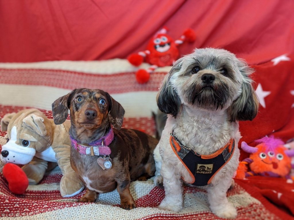 Valentine's Day at Happi Days Dog Day Care